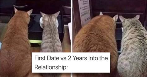 12 Relationshipcat Memes That Are Entirely Too Cute