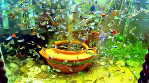 How I Care Of My Guppy Fish Video Fish Tank Aquariums Guppy Fish