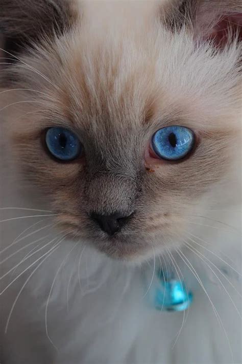Cats Beautiful Blue Eyed Siamese Kitten And Like Omg Get Some