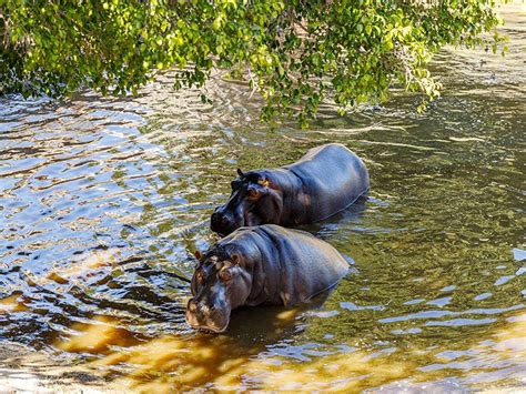 Hipopótamo Común Selwo Aventura