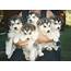 Alaskan Malamute Puppy Picture  Pictures And Information