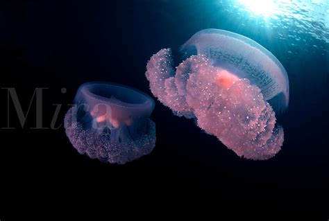 Scyphozoa Jellyfish Jelly Fish Cnidaria Cnidarians Cnidarian Water