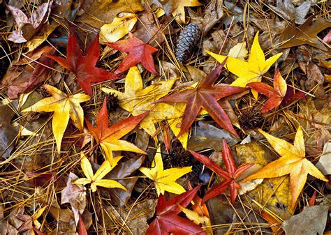 Autumn Forest Floor Stock Image C0342511 Science Photo Library