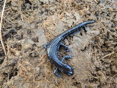 Hundreds Of Salamanders Spotted Crossing U P Road In Annual Spring