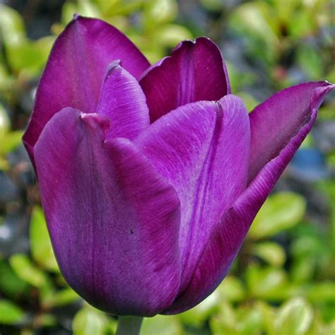 Tulipa Recreado Rose Cottage Plants