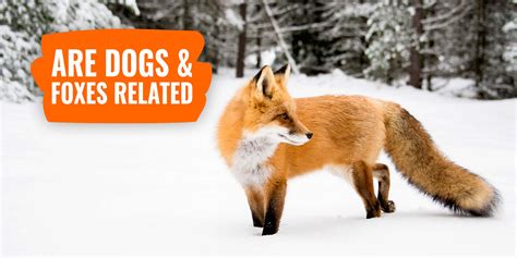 Are Dogs And Foxes Related Evolution Behavior Diet And Faq