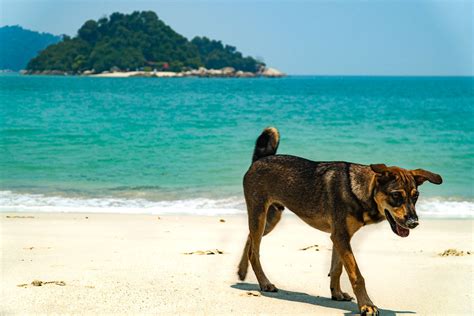 All things to do in pulau pangkor. The Best Things to do in Pangkor Island, Malaysia ...