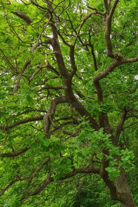 Green Leaves Of Oak Tree Stock Photo Image Of Deciduous 95191168