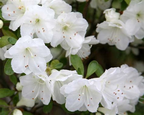 Gumpo white dwarf azalea azalea gumpo white ( satsuki hybrid ) late season bloomer. GardensOnline: Rhododendron Satsuki Hybrids