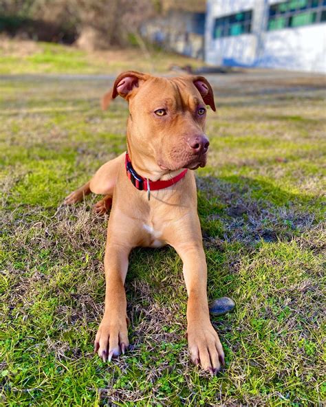 11 Most Popular Pitbull Bloodlines With Pictures Bubbly Pet
