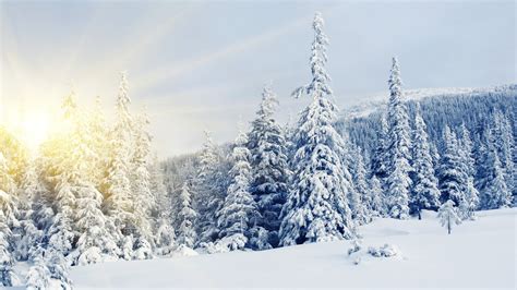 Winter Snow Covered Trees Wallpapers And Images