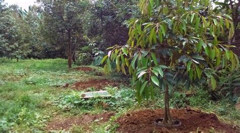 Cara menanam durian ini telah dilakukan oleh salah satu mitra kami yang bernama bapak yudi, dari batang. Cara Menanam Durian Musang King Agar Cepat Berbuah {TERBUKTI}