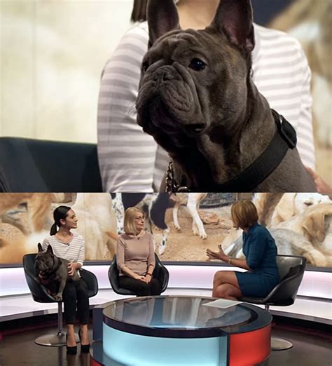 31 Of The Best Damn Dogs On Bbc News