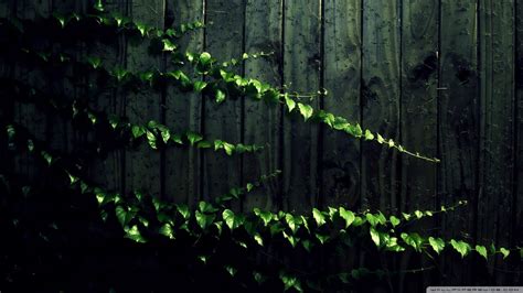 Ivy Abstract Wallpapers On Wallpaperdog
