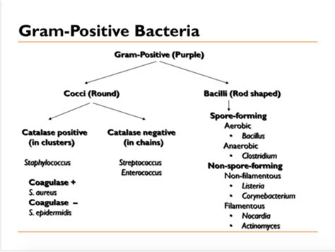 Gram Positive Bacilli Identification Flowchart Reviews