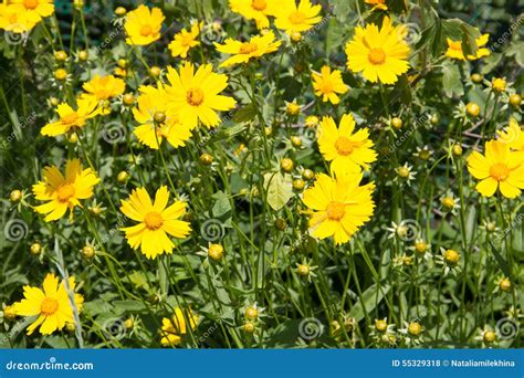 Yellow Wildflowers Stock Photo Image Of Garden Environment 55329318