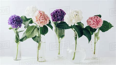 Beautiful Colorful Blooming Flowers Of Hydrangea In Glass Vases On