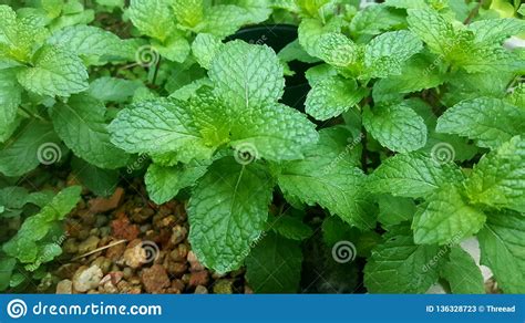 Growing And Harvesting Organic Mint Peppermint Stock Image Image Of