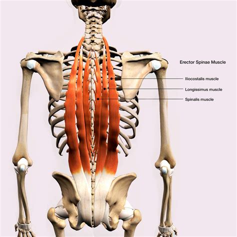 What Are Core Muscles The Role Of Each Core Muscle And Best Exercises