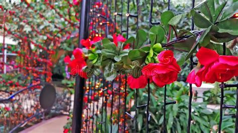 Close Up Beautiful Flower Arches And Walkway In Garden Stock Photo