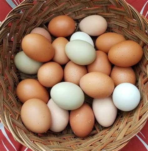 Farm Fresh Eggs Canton Ga Patch
