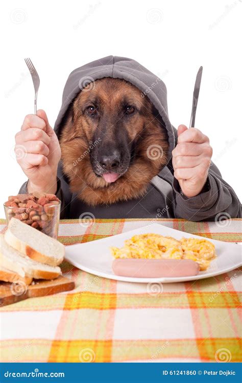 Funny German Shepherd Dog With Human Arms And Handsholding A K Stock