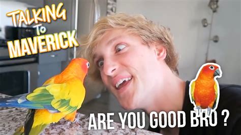 Logan Paul Talking To Maverick The Parrot Compilation Youtube