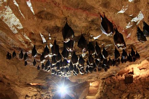 Bat Caves Are Noisy For A Reason — The Critters Like To Argue