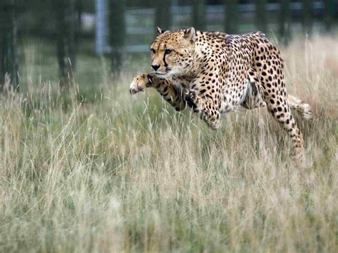 10 Cool Animals At The National Zoo