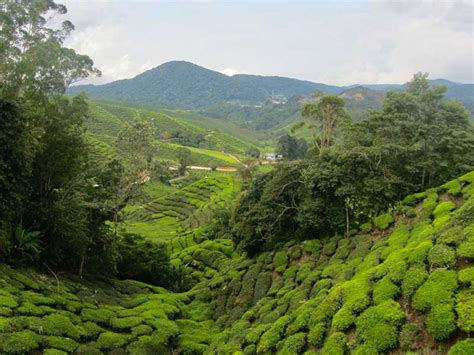 Tea Experience In Pedro Estate Tea Estate Sri Lanka