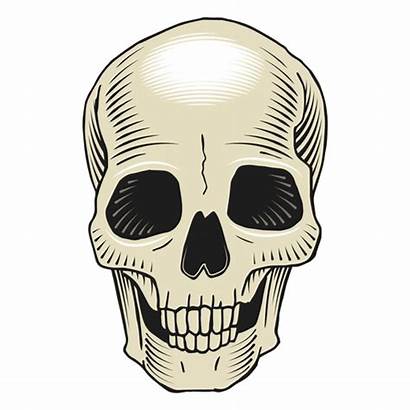 Scary Skeleton Skull Illustration Transparent Svg Silhouette