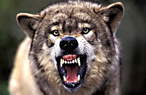 10 Facts You Never Knew About Wolves
