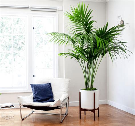 15 Gorgeous Houseplants That Will Thrive In Your Living Room