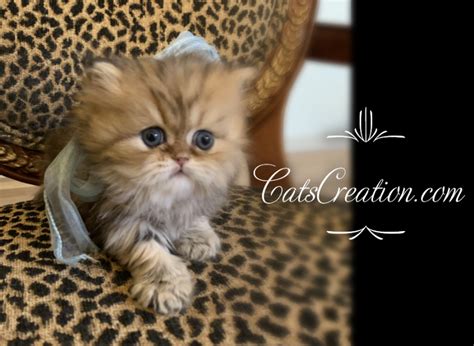 Catscreation Teacup Persian Kittens Teacup Kitten Persian Kittens