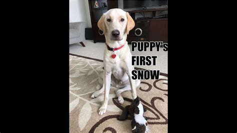 Puppys First Snow Youtube