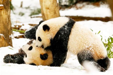 Pure Joy Giant Panda At Us National Zoo Gives Birth To