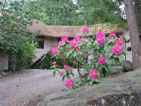 Rhododendron Blooming In Front Of Our House Its Looking Flickr