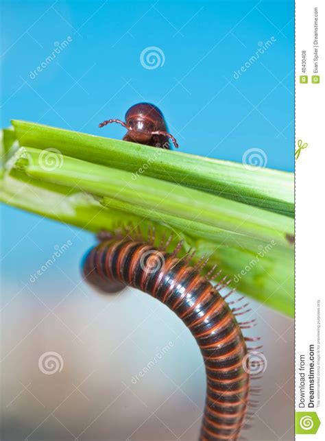Millipede On Grass Stock Photo Image Of Natural Crawl 40430408