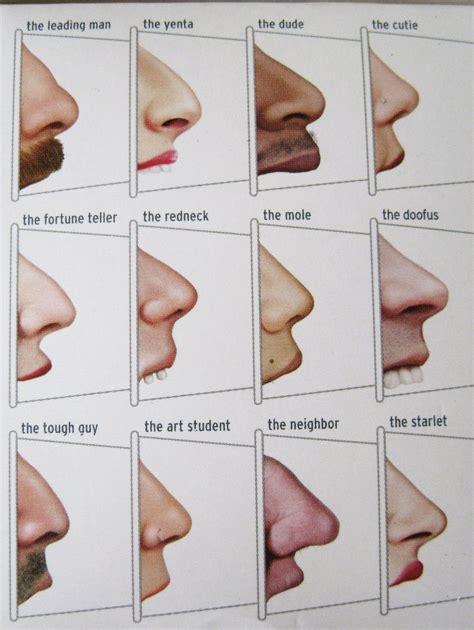 The most common, particularly among men, was the fleshy nose, best illustrated by prince philip, which featured on almost a quarter of all the faces. Various nose shapes from profile view