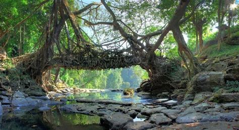 500 Year Old Living Root Pedestrian Bridges Of Cherrapunji