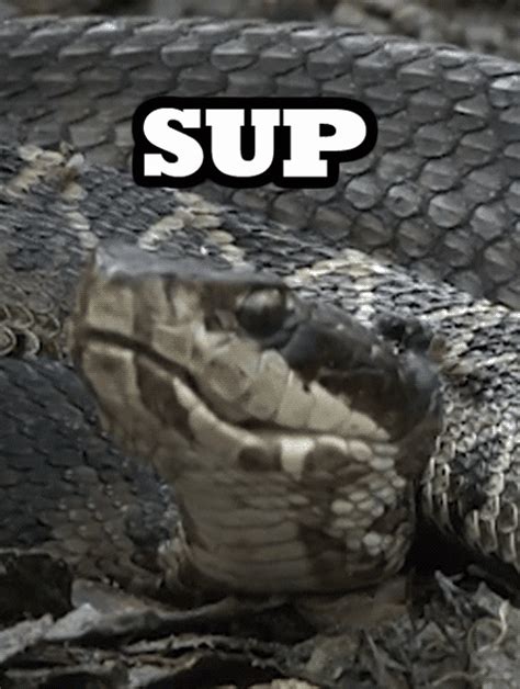 Snake  Find And Share On Giphy