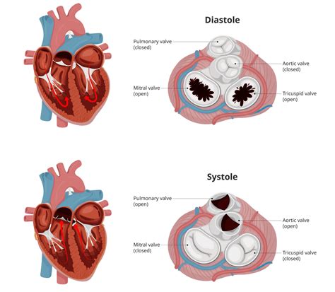 Surgery Aortic Valve Replacement Aortic Valve Surgery