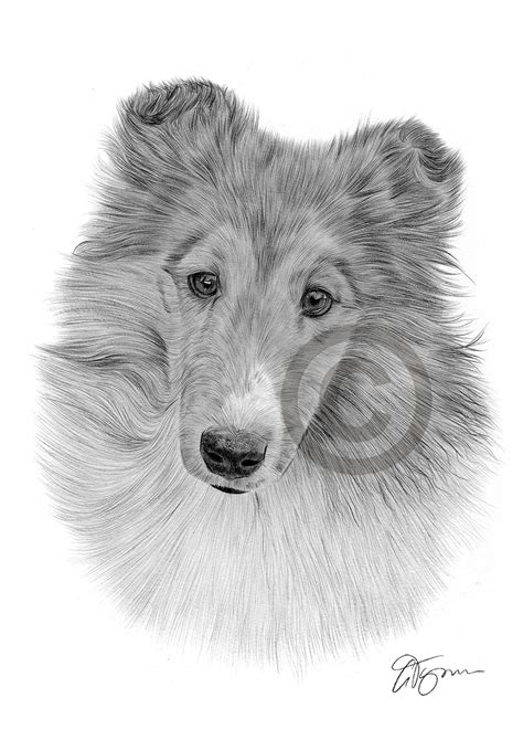 Pencil Drawing Of A Young Sheltie By Uk Artist Gary Tymon