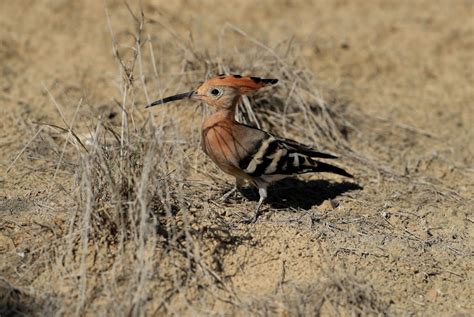 Female Hoopoes Behavior Researchers Observe How These Birds Prepare