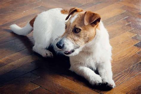 How To Care For Your Older Jack Russell Jack Russell Jack Russell