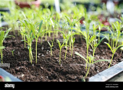 Cosmos Seedlings Hi Res Stock Photography And Images Alamy
