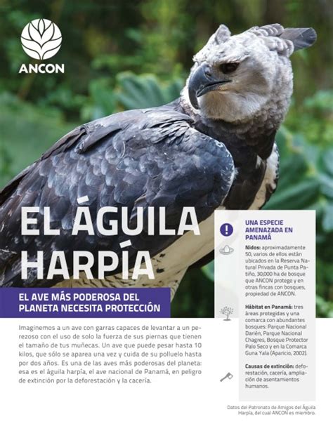 El Águila Harpía Ancon Panamá