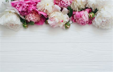 Peony Desktop Wallpaper Wood Background With Flower