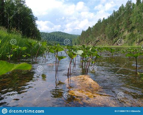 Wild River Sukhoi Pit In The Siberian Taiga Stock Photo Image Of