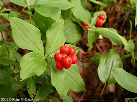 Cornus canadensis (Bunchberry): Minnesota Wildflowers | Herbaceous ...